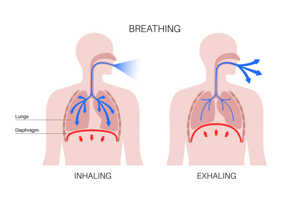 functiile sistemului respirator