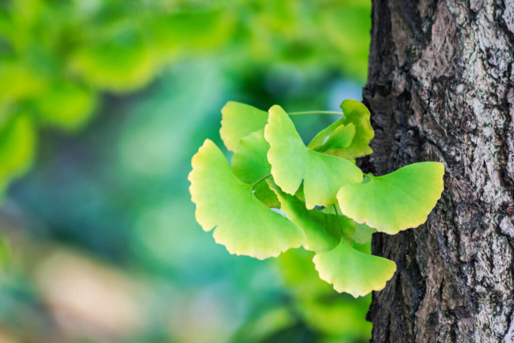 ce este ginkgo biloba